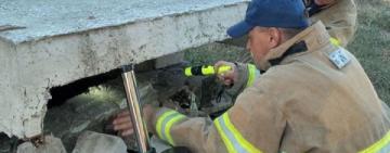 В Одеській області пес впав у вигрібну яму: на допомогу прийшли рятувальники